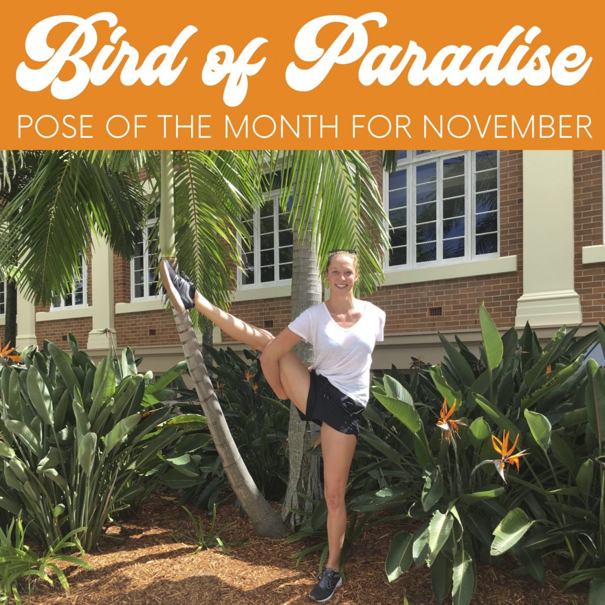 Bird of Paradise for Enews
